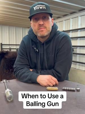 Different reasons we use our rubber tipped balling gun 👍🏼 #livestock #livestockshow #cattle #cattleshow #showcattle #ffa #4h #showsteer #heifer #heifershow #steer #steershow #clippingcattle #showheifer 