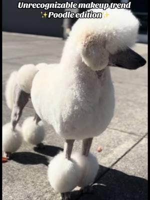 A little bit of pet dye can make a huge difference 😅#standardpoodle #dogsoftiktok #poodle #doggrooming #creativegrooming #petdye #dyedhair 