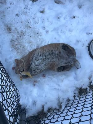 Chonky snow baby Manka plays in the snow with her catnip banana.  #chonky #bigcat #belly #catsinthesnow 