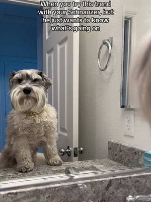 “So THAT’s what the sink looks like.” #dogsoftiktok #dogtoker #dogtok #dogtiktok #dogmomsoftiktok #dogmomlife #dogmomlife🐾🐶 #dogmomlifestyle #dogmomaf #doglovers #doglove #smalldog #smalldogsoftiktok #blackdogmomsoftiktok #blackdogmom #blackpetsoftiktok #blackpeoplewithpets #blackpeoplepets #blackpetowner #blackpetparent #blackdogowner #schnauzersoftiktok #schnauzermom #schnauzerlife #schnauzerlove #schnauzerlovers #schnauzerworld #schnauzermini #minischnauzer #minischnauzersoftiktok #partischnauzer #dogtrend #trendingdog 