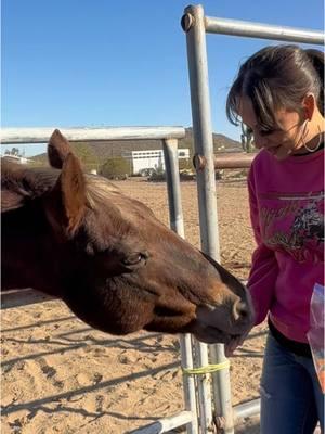 There are few things more beautiful than the simple joy of being surrounded by nature and the creatures who bring us peace. 🐴♥️🫶🏼 We are so blessed to have neighbors with horses 🥹 every moment we spend with these majestic & magnificent animals, it fills our hearts with a gratitude we can hardly put into words. 🥰  Whether we’re feeding them, riding, or simply soaking in their gentle energy, these horses bring a sense of calm and happiness that is unmatched. 😮‍💨♥️🥰 Seeing my babies love on them is everything. This is the life we are so grateful for, a life rich in love, connection, and moments that remind us of the beauty in the world. Only person missing is Von, but soon enough we'll be together. 🫶🏼♥️✨  #BlessedAndGrateful #NatureHeals #HorseLovers #FamilyFirst #GratefulHeart  #PeacefulLiving  #BeyondBlessed #Gratitude #PureLove