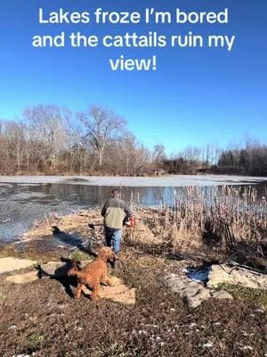 Lakes frozen and i was bored and so the cattails are blocking my lake view and i #just put a fresh blade on the weedeater. #lake #cattails 