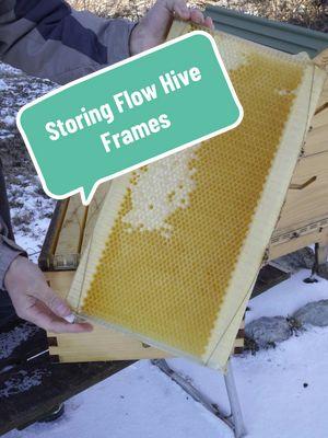 Replying to @Ri How to store plastic Flow Hive Frames #beekeeper #beekeeping #honey #flowhive #beeswax #beetok 