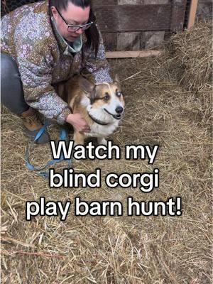 Who doesn’t love a good Quill TikTok??  #maslowthetrickcorgi #corgisoftiktok #corgis #dog #dogsoftiktok #blinddog #dogsport #barnhunt 