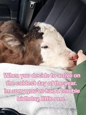 Sweet girl couldn't get warmed up in this weather. Hoping she'll take a bottle and perk back up. Come on spring time!!! #calf #babycow #bottlecalf #cow #farm #kentucky #cattle #kyfarm #itscold #springcountdown 