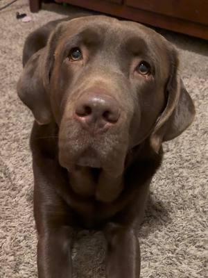 A gentle giant #gentlegiant #sweetdog #bestboy #chocolatelab #labsoftiktok #Chocolatelabrador #grizzlybear #wellbehaved 