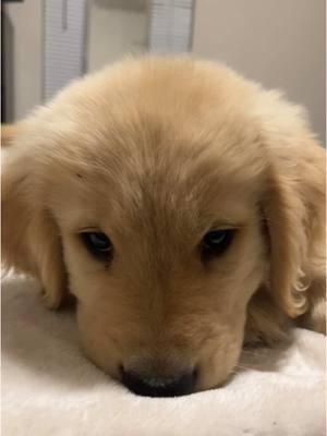 Warning:Instant puppy fever😍 #goldenretrievers #goldenretrieversoftiktok #goldenretrieverlife #dogowner #goldenpuppy #goldenlove #goldenretrieverlove #growingup #cutepuppy #cutegoldenretriever #cutepuppy #puppyfever 