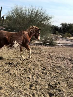 Love these little bombs💣🐴 #fyp #yeehaw #cowboy #cowgirl #bomb #bucking #giddyup #wee #letsgogirls #quarterhorse #mustang 