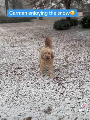 #dogs #dogsinsnow #snow #playinginthesnow #goldendoodle #fyp #explore #viralvideo #snowingeorgia #happysnowday 