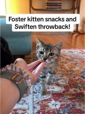 Who remembers Ivy and that churu treat?😅 @Erika we must know- is Ivy any more civilized when it comes to his snacks? #coopkitty #coopkittyfosters 