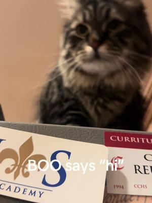 BOO is quite a talker! #meow #talk #talker #siberianforestcat #taylorswift #fypシ #fypシ゚viral #traviskelce #happy #animals #cathumor #purring #taylorsversion #cats #catsoftiktok 