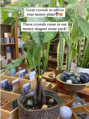 Grow your abundance, one crystal at a time! We just added Citrine, Pyrite, and Green Aventurine to our money plant, combining the ultimate trio of prosperity, luck, and success!💛🌱  #moneytree #moneyplant #moneytreeplant #citrine #greenaventurine #pyrite #crystals #abundance #prosperity #tip #luck #success 