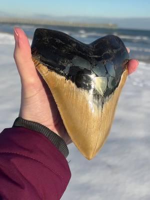 Snow on the beach 🦈 watch until the end for tips on how to properly measure snow depth ❄️ #megalodon #winterstorm #shark #sharks #taylorswift #snowonthebeach #northcarolina #surf #surfcity #nc #topsail #fyp #explore 