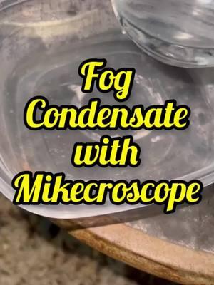 It’s fog and it’s not gonna hurt you. Unless you can’t see in it, cuz you might trip but tbh that’s on you 🤷🏻‍♂️ #fog #science #microscope #microbio #microbiology #microorganisms #learn #sciencecommunication #mikecroscope 