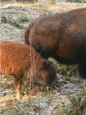 Our adorable bison calf, born Nov 3, continues to thrive, bonding with mom and the rest of the bison herd in the Free-Roaming Area. As the young calf continues to grow, its reddish-orange fur will turn the darker brown shade of her parents. Her head is already changing to brown! #bison #bisoncalf 