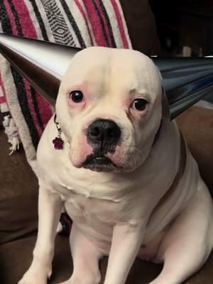 #bubblesthebulldog #BubblyBoo #AmericanBulldog #bulldogsoftiktok #happybirthday 