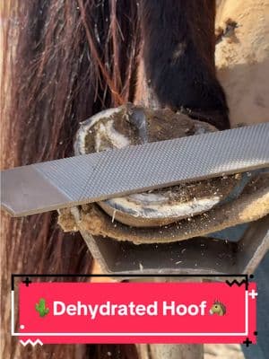 Trimming a DEHYDRATED horse hoof 🐴🌵🏜️ #farrier #horsesoftiktok #farrierlife #horsesoftiktok #horsetok #horsegirl #foryoupage #dryskin 