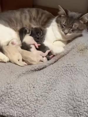 chanel had her kittens 🥰🤤. #kittens #catsoftiktok #mybabies 