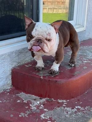 Just Grizzwald Hunkypunk having a bit of a whine that he had a bunch of rotten teeth removed yesterday. Send him some love ❤️  #fyp #bullybreed #bullylove 