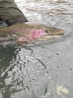 The fall trout season on the Kenai is something everyone needs to experience! #trout #flyfishing #alaskafishing #dryft #alaskavacation #visitanchorage #filletknife #salmon #yahoomatsu #kenairiver 