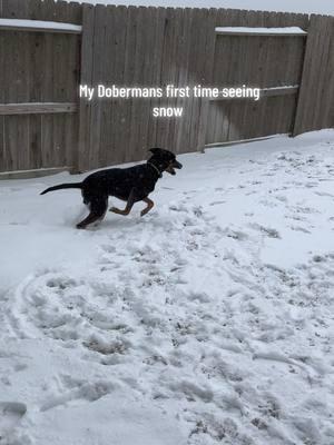 Draco’s first time seeing snow #snowday #houstonsnow #dobberman #havingablast #freebird #hyper #happydog #dogsoftiktok #highenergy 