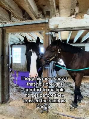 Your horse’s therapist. #equestrian #wisconsin #horsetok #horsesoftiktok #equine #midwest #offtrackthoroughbred #ottb #retiredracehorse #barn #horses #thoroughbred 