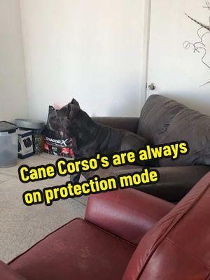 All you need is one Cane Corso inside they’re alert regardless of what time it is if they’re eating or watching TV they’re always watching and ready to protect and serve #canecorso #dogsoftiktok #doglife #petlover #canecorsoitaliano #corsos #fyp #workingdog #PetsOfTikTok #bigdogsoftiktok #puppytiktok #blackguardianzcanecorso #dog #strongdog #guarddog #workingcanecorso #familyprotector #alarm #insidedog 