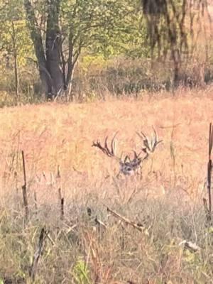 Big buck #cedarridgewhitetails #fyp #hunting #monsterbucks #nature #huntingtiktok #deerhunter 