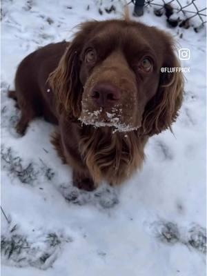 #snow #snowday #snowdog #snowfall #sussexspaniel #spaniels #spanielsoftiktok #spaniel #dog #dogsoftiktok #dogs #dogsvideo #doggy #dogmom 