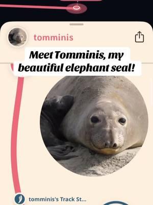 #fahlo got me #inmyfeelings #rip #elephantseal #goodbye @Fahlo 