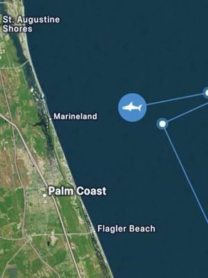 White Shark Breton continues to ping in off the coast of Florida. Check out his movements on the Global Shark Tracker. www.ocearch.org/app  #breton #whitesharks #ocearch #research #telemetry #floridacoasts #floridasharks 