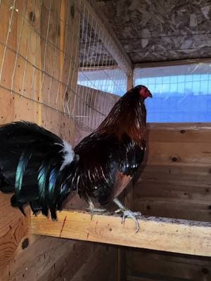 Spangled bates hatch got a haircut today ✂️🔥#gamefowl #washingtongamefowl #pnw #gallosfinos💯 #gallosmexicanos🇲🇽 #americangamefowl #oregon #sabongislife🐓 #galleros #gallosdeprimernivel #gallerosdecorazon 