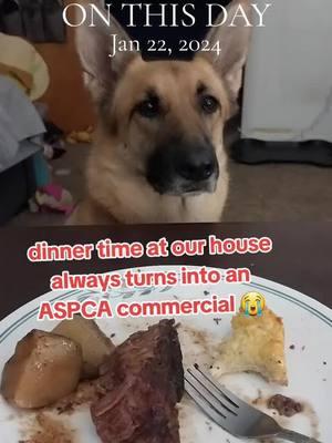 the most pathetic doggy ever😔   #onthisday #aspcacommercial #inthearmsofanangel #saddog #sarahmclachlan #aspca #fyp #foryoupage #dogtok #dogoftheday #puppyeyes #puppylove #rescuedog 