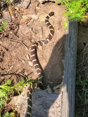 #rattleblade #kingsnake #snake #Outdoors #new #viral #trending #rattlesnake #fyp #foryoupage #reptile #animals #nature #Outdoors  #2025 #california #trending