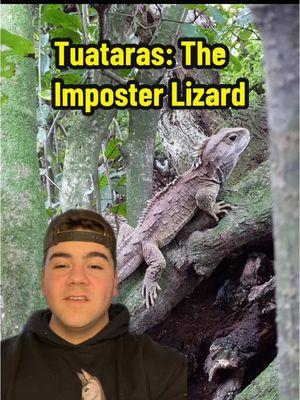 HAWK TUA…Tara, yeah I didn’t know what else to put here lol #fyp #zoology #adamsandler #tuatara #leomovie 