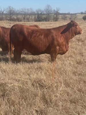 One that'll make you stop what your doing and stare! #beefmaster #heifer #CMF #bred 