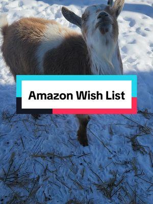 Replying to @thehappychickcoop Our Amazon wish list is linked into our profile. #goats #petgoats #petgoatsoftiktok #chickens #petchickensoftiktok #Wishlist #findyourpeople #support #resuce 