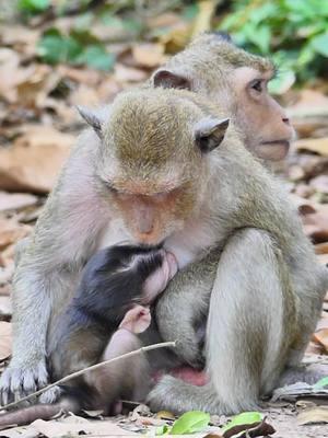 Ti2#Newbornmonkey #cutebabymonkeyranch #Crabzillatroop #Autumnmonkey #babymonkeyvideos #monkeytiktok #videomonkey #Sovannatroop #amzingmonkey #babymonkey #lovemoney #tiktokmonkeys #Monkeys #monkeys #Ranbow #tiktokmonkey #tiktokideomonkey #Luno #Lucy