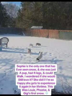 The last time we saw snow it was 2018. Sophie wasn’t paralyzed, & she had all her legs. She loved the snow! I often wondered if she would love it as much with her current condition? My questions were answered, and yes, she still loves the snow! I even had a good happy cry watching her hop with excitement all over the yard! This was Louie’s, Phoebe’s, & Gigi’s first snow. They wanted nothing to do with it last night while it was coming down. Sophie didn’t care, she was all over the place! We couldn’t even keep her in her coat, and forget her wheelchair! She wanted to roll in it! #snowday2025 #tailof4frenchies #tailoffourfrenchies #snow #sophiethefrenchieivdd #dogsoftiktok #sophiethefrenchie #savannahgasnow #ellabellgeorgiasnow #bryancountysnow #georgiasnow #snowdogs #dogsinsnow #sophieinsnow #dogsplayinginsnow #frenchiesoftiktok #PetsOfTikTok #ivdd #ivddsurvivor #ivddwarrior #tripawddog #disableddog 