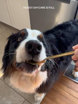 Yes he’s an Australian Bernese mountain dog I don’t make the rules #daschundsoftiktok #bernesemountaindog #australia #labradorretriever #dogbrothers #bernesemountaindoglovers 