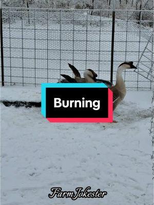 Meemaw’s burning desire #PunsAndPuns #JokeOfTheDay #burning #cremation #hot #body #meemaw #grandma  #hen #rooster #m#chickens  #comedy #dadjokes #farmjokester #nameyellingchicken #namescreamingchicken #michaelsalerno Audio: TT @just_mavis70