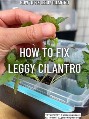 It’s best to identify legginess early on and adjust the lighting as soon as possible. If the legginess reaches a point where the seedling is falling over, try planting it deeper along with increasing the light.  #indoorgardentips #seedstarting #leggyseedlings #gardeningindoors #indoorgardening #growyourownfood #plantcaretips #planttransfer #apartmentgardening #indoorgardentok 