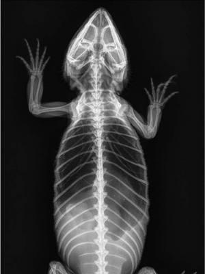 What’s your answer, comment below? #reptile #reptilesoftiktok #coldblood #radiographs #fyp