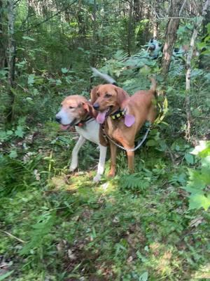 I need summer to come back or more snow!! #whenthetailgatedropsthebullshitstops #onehellofalife #hounddogcountry #keepourheritagealive #thisiswhatilivefor #thegreatoutdoors #nootherway #theyshowup 