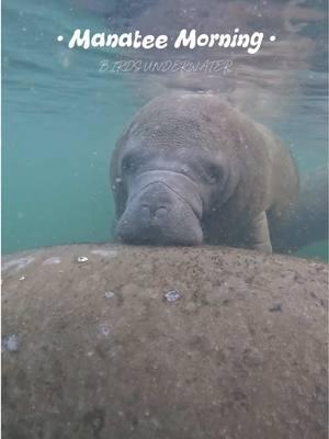 . Check out one of this week’s Manatee Mornings on the bay!🤿 This group was taken to King Spring, the largest and deepest, spring vent in the bay! 🌊 The snorkelers enjoyed the sunrise as we made our way to the south side of the bay. Upon entering the water, we were greeted by dozens of manatees and some glimpses of the Tarpon! 📸 To enjoy a Manate Morning for yourself:  📞: (352)563-2763  💻: www.birdsunderwater.com . . . . . #birdsunderwater #manatee #manatees #seacow #crystalriver #florida #diveshop #travel #explore #nature #sea #ocean #wild #earth #spring #snorkel #swim #passiveobservation