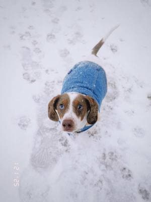 Bud gives it a 10/10 #grwm #fypシ #fy #houstontx #houston #snow #texas #minidaushund #dogtok #dauchshundsoftiktok #dogmom 