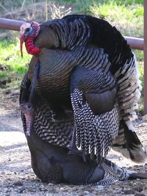 Are any of you going to the @official_nwtf show in Nashville next month? #Photography #wildlife #nature #colorado #goodbull #turkeyhunting #gobblegobble #springturkey #nwtf 