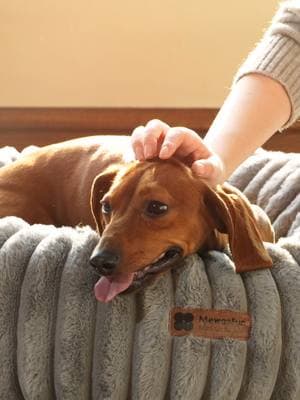 Aspen Donut Bed ✨ Simple, comfy, and oh-so-inviting pet bed for your dogs!#mewoofun #dogsoftiktok #dogbed #dogmom #dogtok #fyp