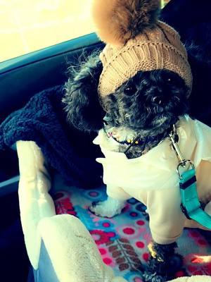 #tiktokmademedoit #tiktoktrending #imnotmadeforthis #coldweather #fyp #shihpoolife #shihpoo #cutedogs 