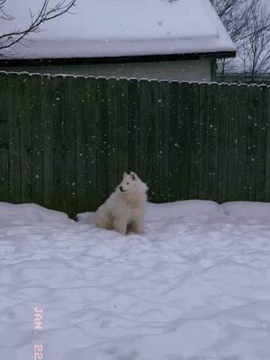 Elsa ❄️🩵 #husky #whitehusky #shelterdog #rescuedog #rescuehusky #wv #snow #huskyinthesnow #snowdog #snowday #beautifuldog #dogmom #peacefulmoments #dogfyp #pet #dogs #doglover #frozen 